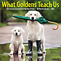 2026 Willow Creek Press Animals Monthly Wall Calendar, 12" x 12", What Goldens Teach Us, January To December, 53188 1 thumbnail image