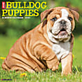 Willow Creek Press Animals Monthly Wall Calendar, 12" x 12", Just Bulldog Puppies, January to December 2022, 17180 1 thumbnail image