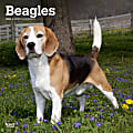 2024 BrownTrout Monthly Square Wall Calendar, 12" x 12", Beagles, January to December