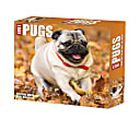 2024 Willow Creek Press Page-A-Day Daily Desk Calendar, 5" x 6", Pugs, January To December