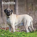 2025 BrownTrout Mastiffs Monthly Plastic-Free Square Wall Calendar, 12" x 12", Dog Breeds, January to December 2025, 9781975477417 1 thumbnail image