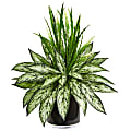 Nearly Natural Silver Queen and Grass 20”H Artificial Plant With Vase, 20”H x 18”W x 18”D, Green/Black