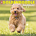 Willow Creek Press Animals Monthly Wall Calendar, 12" x 12", Just Goldendoodle Puppies, January to December 2022, 18118 1 thumbnail image