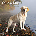 2024 BrownTrout Monthly Square Wall Calendar, 12" x 12", Yellow Labrador Retrievers, January to December