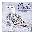 Willow Creek Press Animals Monthly Wall Calendar, 12" x 12", Owls, January To December 2020