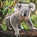 2024 Willow Creek Press Scenic Monthly Mini Wall Calendar, 7” x 7”, Koalas, January To December