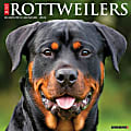 2024 Willow Creek Press Animals Monthly Wall Calendar, 12" x 12", Just Rottweilers, January To December