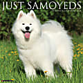 2024 Willow Creek Press Animals Monthly Wall Calendar, 12" x 12", Just Samoyeds, January To December