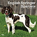 2025 BrownTrout English Springer Spaniels Monthly Plastic-Free Square Wall Calendar, 12" x 12", Dog Breeds, January to December 2025, 9781975476960 1 thumbnail image
