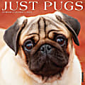 2024 Willow Creek Press Animals Monthly Wall Calendar, 12" x 12", Just Pugs, January To December