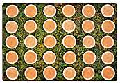 Carpets for Kids® Pixel Perfect Collection™ Tree Rounds Seating Rug, 6' x 9', Brown
