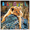 2024 TF Publishing Animals Monthly Mini Wall Calendar, 7” x 7”, Baby Animals, January To December