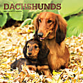 Brown Trout Animal Monthly Wall Calendar, 12” x 12”, Dachshunds, January To December 2022 1 thumbnail image
