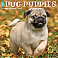 2026 Willow Creek Press Animals Monthly Wall Calendar, 12" x 12", Pug Puppies, January To December, 52495 1 thumbnail image