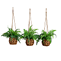 Nearly Natural 10”H UV Resistant Artificial Boston Ferns With Hanging Wicker Baskets, 10”H x 11”W x 11”W, Green/Brown, Set Of 3 Ferns 1 thumbnail image