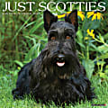 2026 Willow Creek Press Animals Monthly Wall Calendar, 12" x 12", Scotties, January To December, 52693 1 thumbnail image