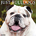 2024 Willow Creek Press Animals Monthly Wall Calendar, 12" x 12", Just Bulldogs, January To December