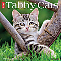 2024 Willow Creek Press Animals Monthly Wall Calendar, 12" x 12", Just Tabby Cats, January To December
