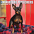 2026 Willow Creek Press Animals Monthly Wall Calendar, 12" x 12", Miniature Pinschers, January To December, 51931 1 thumbnail image