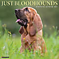2025 Willow Creek Press Animals Monthly Wall Calendar, 12” x 12”, Bloodhounds, January To December, 41871 1 thumbnail image