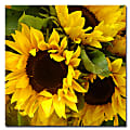 Trademark Global Sunflowers Gallery-Wrapped Canvas Print By Amy Vangsgard, 18"H x 18"W
