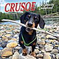 2025 Willow Creek Press Mini Wall Calendar, 7” x 7”, Crusoe The Celebrity Dachshund, January 2025 To December 2025, 45732 1 thumbnail image