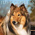 Willow Creek Press Animals Monthly Wall Calendar, Collies, 12" x 12", January To December 2021