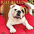 2026 Willow Creek Press Animals Monthly Wall Calendar, 12" x 12", Bulldogs, January To December, 50439 1 thumbnail image