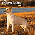 2025 BrownTrout Yellow Labrador Retrievers Monthly Plastic-Free Square Wall Calendar, 12" x 12", Dog Breeds, January to December 2025, 9781975477363 1 thumbnail image