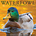 2024 Willow Creek Press Animals Monthly Wall Calendar, 12" x 12", Waterfowl, January To December