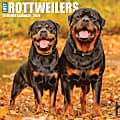 2026 Willow Creek Press Animals Monthly Wall Calendar, 12" x 12", Rottweilers, January To December, 52617 1 thumbnail image