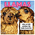 TF Publishing Animal Wall Calendar, 12" x 12", Llamas, January To December 2022 1 thumbnail image