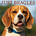 2024 Willow Creek Press Animals Monthly Wall Calendar, 12" x 12", Just Beagles, January To December