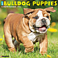 2026 Willow Creek Press Animals Monthly Wall Calendar, 12" x 12", Bulldog Puppies, January To December, 50422 1 thumbnail image