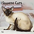 2024 BrownTrout Monthly Square Wall Calendar, 12" x 12", Siamese Cats, January to December 1 thumbnail image
