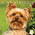 2026 Willow Creek Press Animals Monthly Wall Calendar, 12" x 12", Yorkies, January To December, 53379 1 thumbnail image
