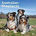 2024 BrownTrout Monthly Square Wall Calendar, 12" x 12", Australian Shepherds, January to December