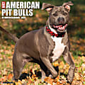 2024 Willow Creek Press Animals Monthly Wall Calendar, 12" x 12", Just American Pit Bull Terriers, January To December