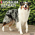 2024 Willow Creek Press Animals Monthly Wall Calendar, 12" x 12", Just Australian Shepherds, January To December