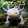2026 Willow Creek Press Animals Monthly Wall Calendar, 12" x 12", Axolotls, January To December, 49990 1 thumbnail image