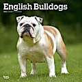 2024 BrownTrout Monthly Square Wall Calendar, 12" x 12", English Bulldogs, January to December