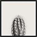 Amanti Art Haze Cactus Succulent Tall by The Creative Bunch Wood Framed Wall Art Print, 25”H x 25”W, Black 1 thumbnail image