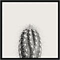 Amanti Art Haze Cactus Succulent Tall by The Creative Bunch Wood Framed Wall Art Print, 25”H x 25”W, Black