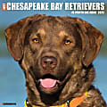 2025 Willow Creek Press Animals Monthly Wall Calendar, 12” x 12”, Chesapeake Bay Retrievers, January To December, 42281 1 thumbnail image