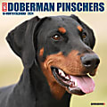 2024 Willow Creek Press Animals Monthly Wall Calendar, 12" x 12", Just Dobermans, January To December 1 thumbnail image
