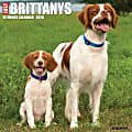 2026 Willow Creek Press Animals Monthly Wall Calendar, 12" x 12", Brittanys, January To December, 50385 1 thumbnail image
