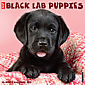 2025 Willow Creek Press Animals Monthly Wall Calendar, 12” x 12”, Black Lab Puppies, January To December, 41857 1 thumbnail image