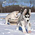 2024 BrownTrout Monthly Square Wall Calendar, 12" x 12", Siberian Husky Puppies, January to December