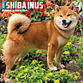 2024 Willow Creek Press Animals Monthly Wall Calendar, 12" x 12", Just Shiba Inus, January To December