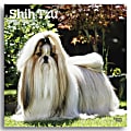 2025 BrownTrout Shih Tzu Monthly Plastic-Free Square Wall Calendar, 12" x 12", Dog Breeds, January to December 2025, 9781975477745 1 thumbnail image
